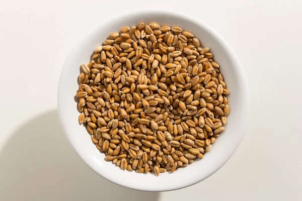 Triticum Aestivum Nombre Científico Del Grano Cereal Trigo También Conocido — Foto de Stock