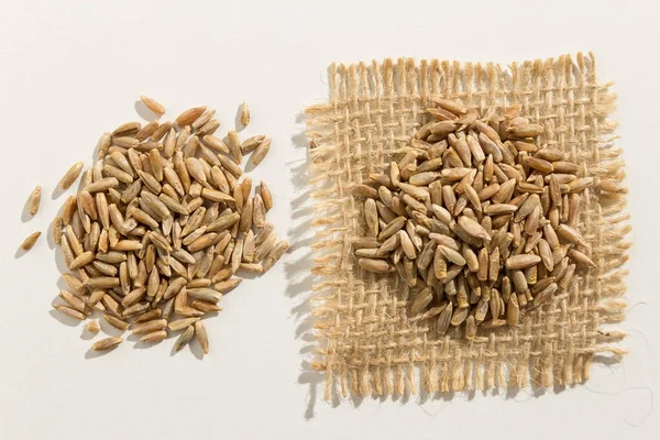 Secale Cereale Scientific Name Rye Cereal Grain Also Known Centeio — Stock Photo, Image