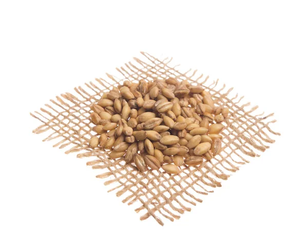 Hordeum Vulgare Scientific Name Barley Cereal Grain Also Known Cevada — Stock Photo, Image