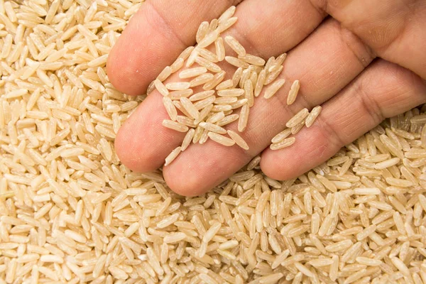 全麦稻种的学名是全麦稻种 也被称为长谷米和Arroz Agulha Integral 葡萄牙语 手里拿着谷物的人宏观 — 图库照片