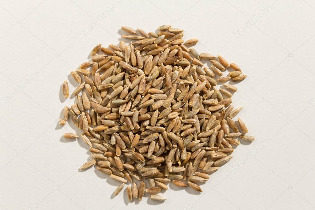Secale cereale is scientific name of Rye cereal grain. Also known as Centeio (portuguese) and Centeno (spanish). Pile of grains. Top view.