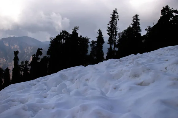 Силуэт сосны на снежной горе — стоковое фото