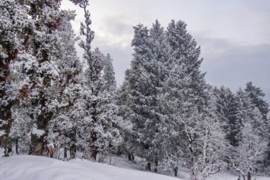 Himalaya dağlarında taze karla kaplı uzun çam ağaçları.