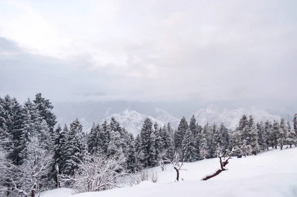 Высокие сосны, покрытые свежим снегом на гималайской горе — стоковое фото