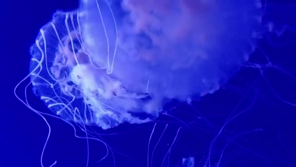 一群水母在水族馆里游来游去 享受轻松的海洋生活 — 图库视频影像