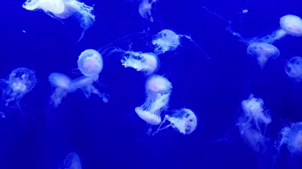 海洋生物のための水族館で泳ぐクラゲの群れが — ストック動画