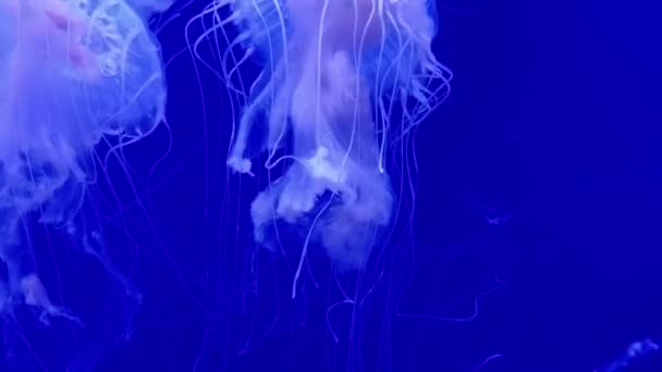 Meduza Pływanie Akwarium Dla Życia Morskiego Relaksujące Tło — Wideo stockowe