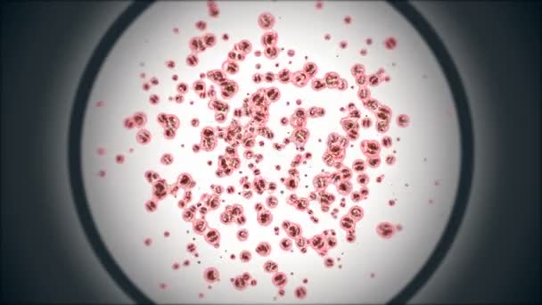 Εμβρυϊκή Μίτωση Τμήμα Ιστού Αποικίας Βλαστοκυττάρων Μεγεθύνεται Στο Μικροσκόπιο Κυτταρική — Αρχείο Βίντεο