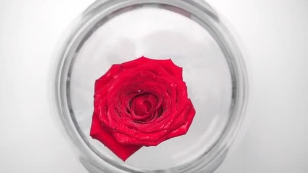 Red Rose Glass Aquarium White — Stock Video