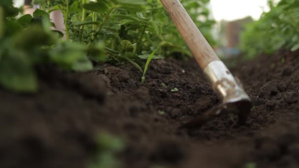 Jardineiro Com Enxada Cultivando Plantas Verdes — Vídeo de Stock