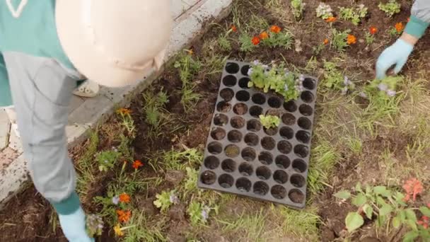 Unrecognizable Woman Plant Flowers Garden Service Mature Female Adult Gardener — Stockvideo