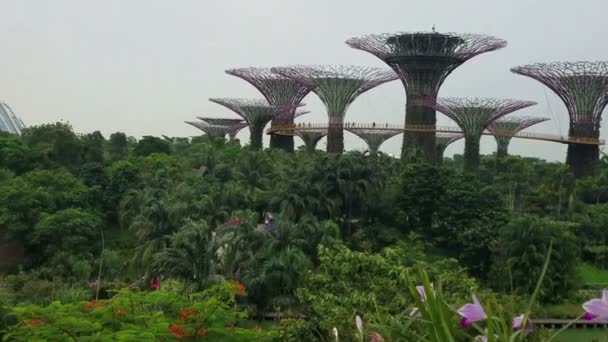 Gardens Bay Park Sky Walk Its Famous Sculptural Supertrees — ストック動画