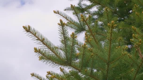 Groene Dennenbomen Takken Met Naalden Knoppen Lucht Met Lege Ruimte — Stockvideo