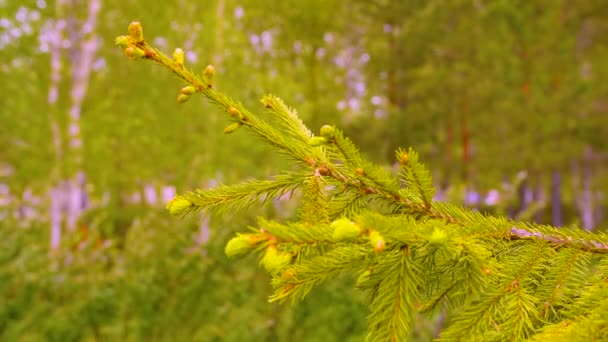 Πράσινο Κλαδί Ελάτης Βελόνες Και Οφθαλμούς Στο Δάσος Closeup — Αρχείο Βίντεο