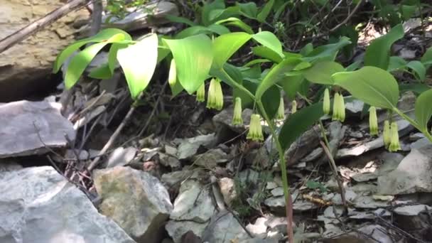 Puede Lirio Creciendo Terreno Rocoso Valle Montaña Flores Blancas Convallaria — Vídeo de stock