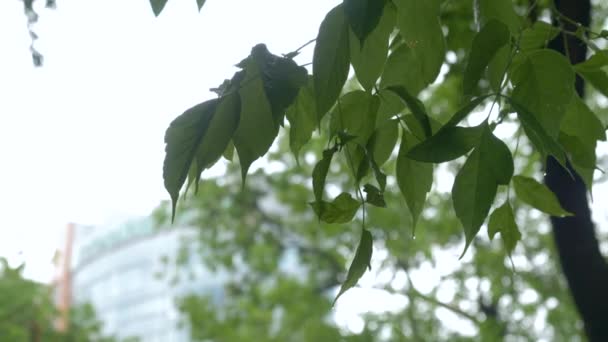 Природа Пасмурную Погоду Капли Дождя Падают Ветки Деревьев Зеленые Листья — стоковое видео