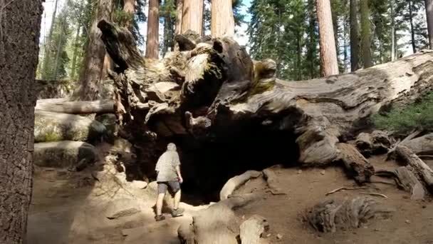 Turista Vstupující Padlé Obří Sekvoje Kaňonu Králů Národní Park Kalifornie — Stock video