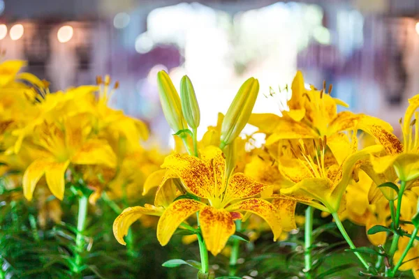 春の花、自然の背景 — ストック写真