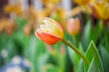 Bahar lale çiçekleri, doğa arka plan