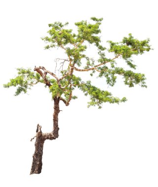 Beyaz arkaplanda izole edilmiş ağaç