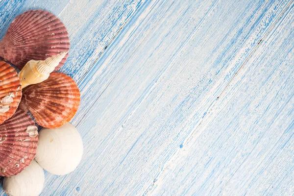 Shell em fundo de textura de madeira, fundo colorido — Fotografia de Stock