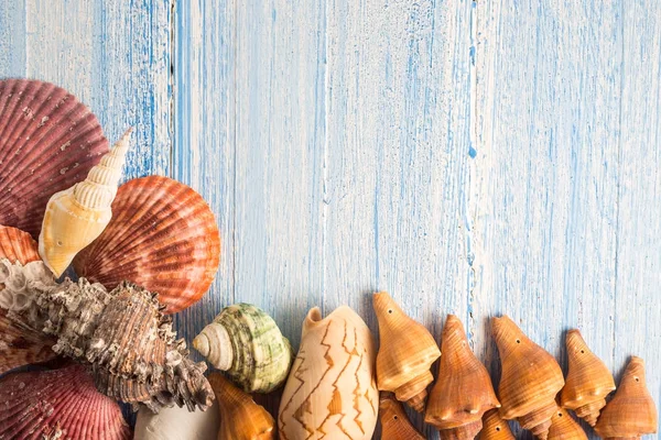 Shell em fundo de textura de madeira, fundo colorido — Fotografia de Stock