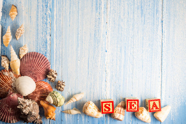 раковина на фоне текстуры дерева, красочный фон
