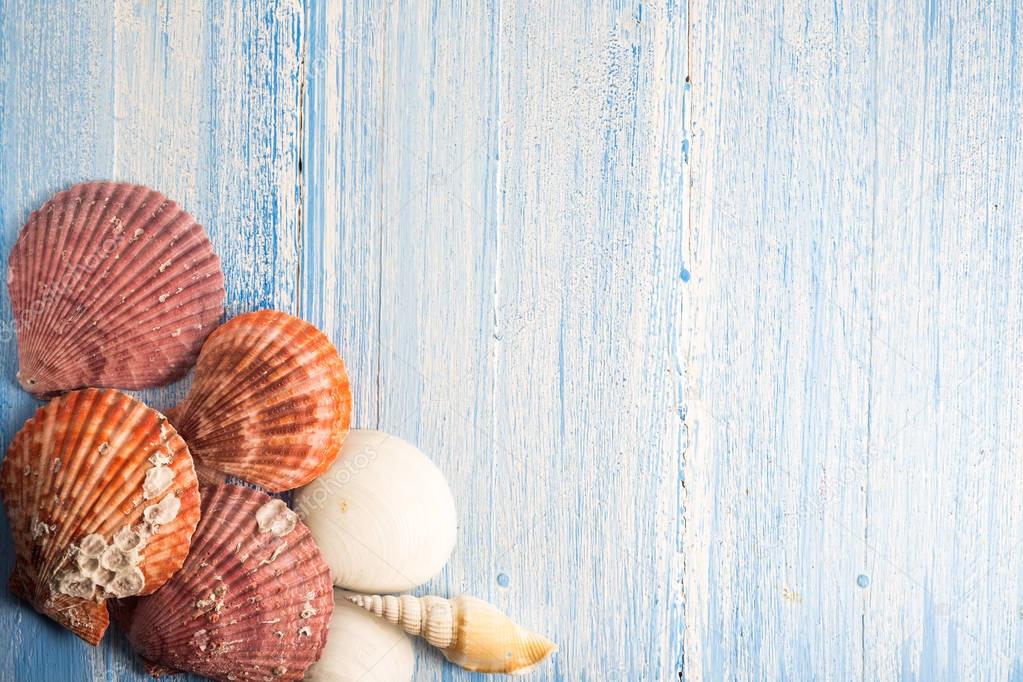 shell on wood texture background, colorful background