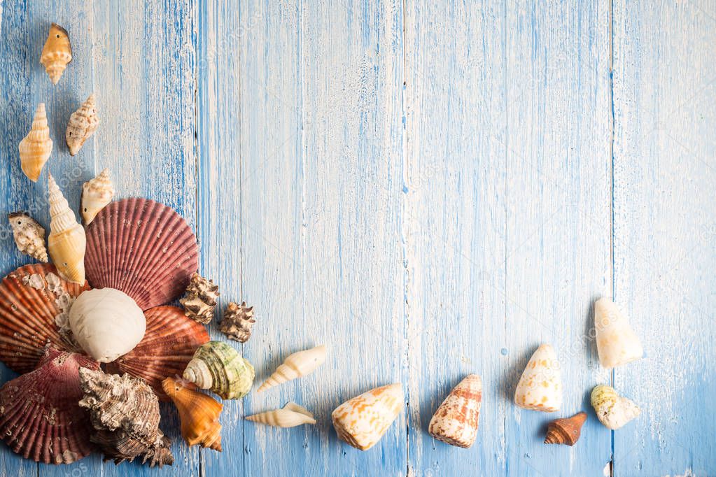 shell on wood texture background, colorful background