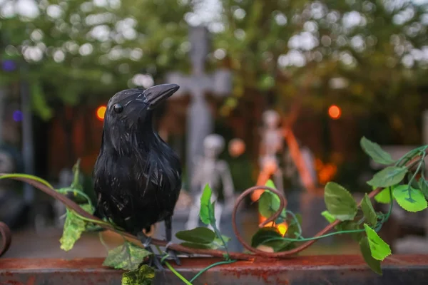 Black Bird Blurred Background — Stock Photo, Image