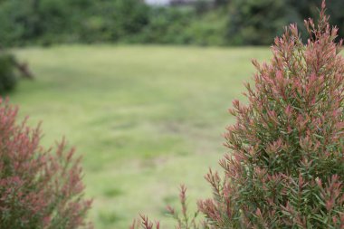 Yeşil Çimen Arkaplanı