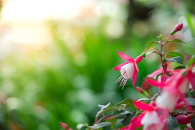 Güzel orkide mor ve pembe Bahçe, greeti için kullanılan