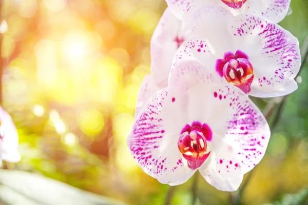 Bella orchidea bianca e rosa in giardino, può essere utilizzato per il saluto — Foto Stock
