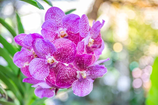 Bella orchidea viola e rosa in giardino, può essere utilizzato per greeti — Foto Stock