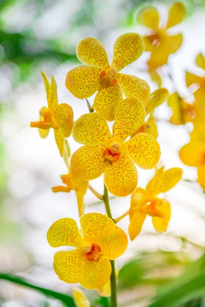 Bella orchidea gialla in giardino, può essere utilizzato per biglietti di auguri — Foto Stock
