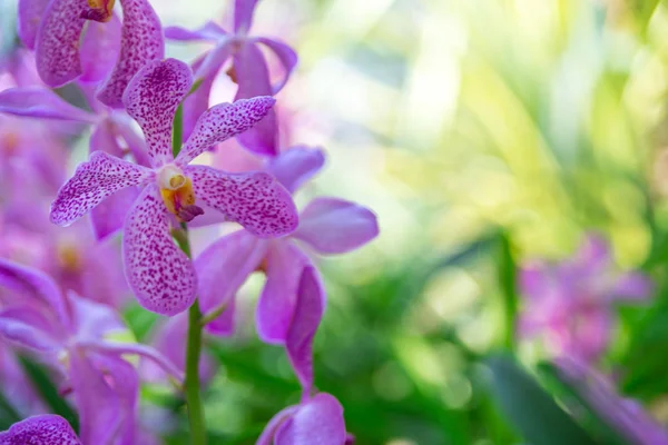 Bella orchidea viola e rosa in giardino, può essere utilizzato per greeti — Foto Stock