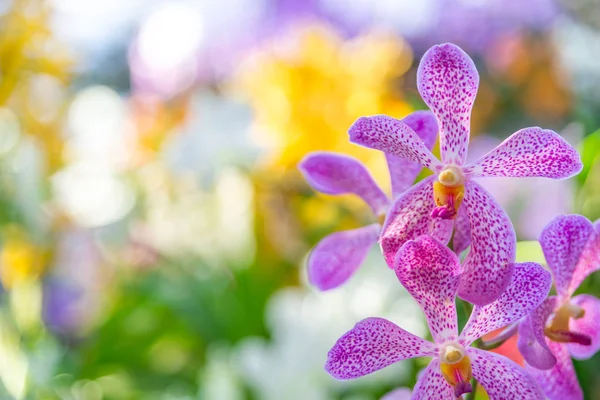 Bella orchidea viola e rosa in giardino, può essere utilizzato per greeti — Foto Stock