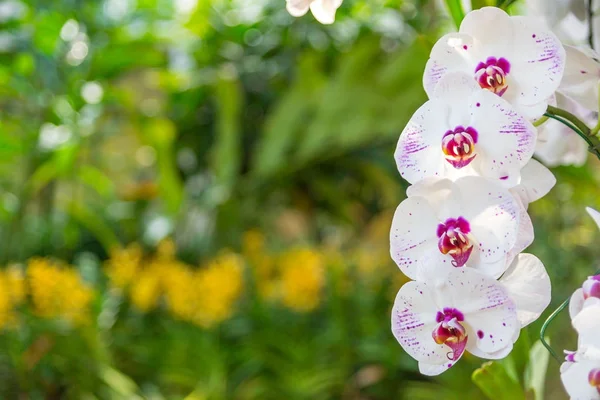 Bella orchidea bianca e rosa in giardino, può essere utilizzato per il saluto — Foto Stock