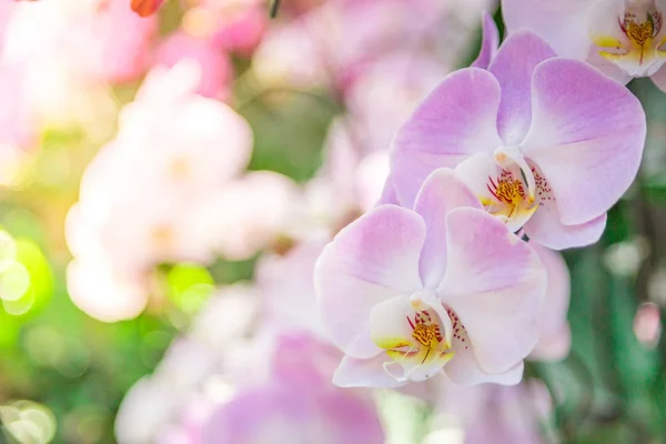 Bella orchidea viola e rosa in giardino, può essere utilizzato per greeti — Foto Stock