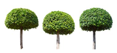 beyaz arkaplanda izole edilmiş yeşil ağaç