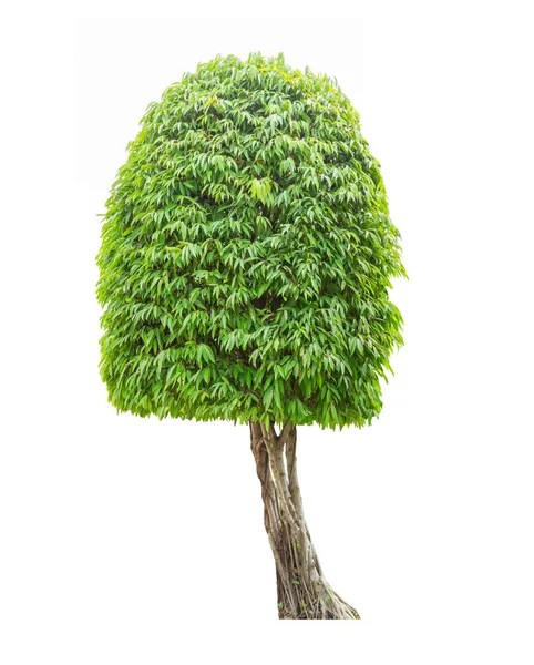 Albero Verde Isolato Sfondo Bianco — Foto Stock