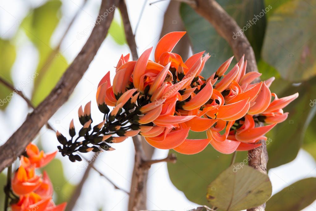 Butea monosperma is a species of Butea native to tropical and sub-tropical parts of the Indian Subcontinent and Southeast Asia.