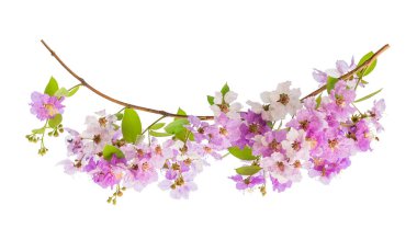Lagerstroemia floribunda çiçek, Tay krep myrtle da bilinen