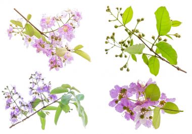 Lagerstroemia floribunda çiçek olarak da bilinen beyaz izole