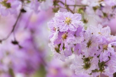 Lagerstroemia floribunda çiçek, olarak da bilinen Tay krep myrtle ve kedah bungor, bir Lythraceae ailesindeki çiçekli bitki türüdür. Güneydoğu Asya'nın tropikal bölgenin yerli