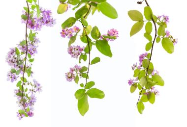 Lagerstroemia floribunda çiçek, Tay krep myrtle da bilinen