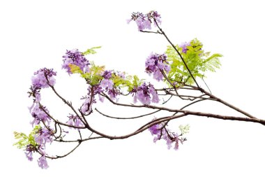 Jacaranda çiçek izole beyaz arka planda, bir tür ile bir