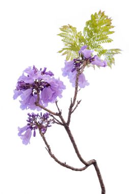 Jacaranda çiçek izole beyaz arka planda, bir tür ile bir