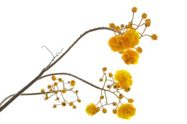 Beyaz arka plan üzerinde izole Cochlospermum regium çiçek.