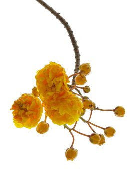 Beyaz arka plan üzerinde izole Cochlospermum regium çiçek.